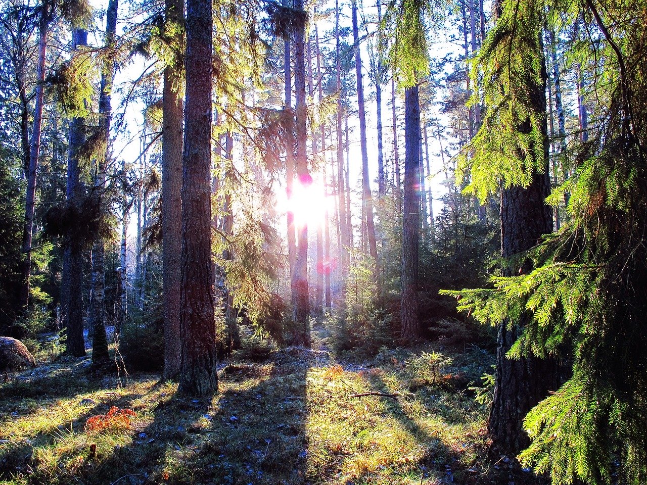 Skogsmäklare, Fastighetsmäklare, Mäklare, Lycksele, Storuman, Vilhelmina, Åsele, Dorotea, Sorsele, Västerbotten